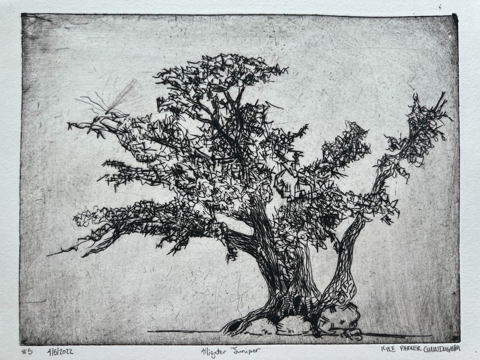 Close-up detail of the Alligator Juniper drypoint print showing the expressive scratched linework of the twisted trunk and tangled branches against a softly toned plate background.