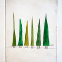 In The Pines